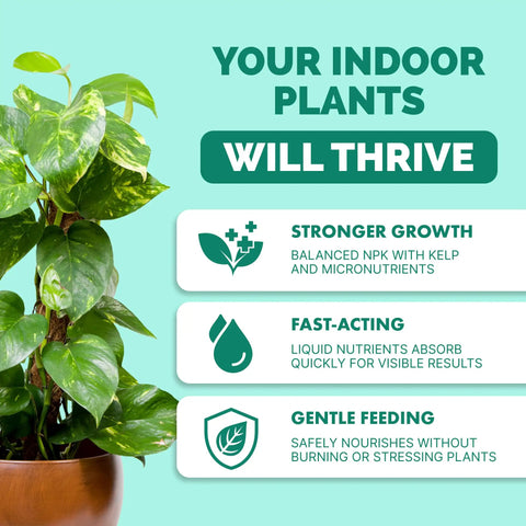 Close-up of a healthy indoor plant thriving, illustrating benefits of liquid plant food for lush growth and nourishment.