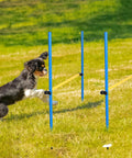 Dog jumping over blue and yellow obstacle, part of 8 Set Dog Agility Jump System With Adjustable Hurdles For Indoor Outdoor Training.