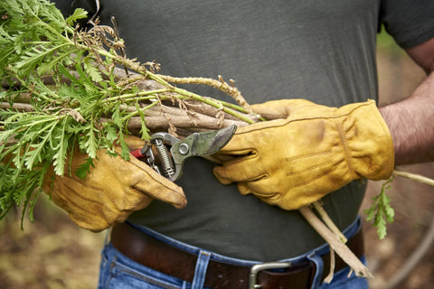 Corona BP 3180D forged bypass pruner with 1-in cutting capacity, held by brown leather gloves cutting woody stems.