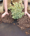 Workhorse Heavy-Duty 3 Oz Weed Control Fabric Ground Cover for Gardens and Landscaping, Brown, 3 x 100 Feet, in garden use