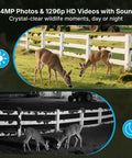 Slick Non Cellular Wifi Trail Camera With Dual Antenna And Beefy 7800 Mah Battery Slings A Lightning Fast Trigger Shot demonstrating 64MP photos and 1296p HD videos of deer in daylight and night vision.