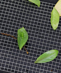 Hella Sturdy 5 Inch Stainless Steel Mesh Roll For Rain Gutters Solar Panels Rust Proof Leaf Deterrent And Critter Screen with leaves on it.