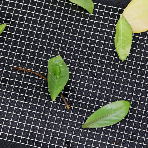 Hella Sturdy 5 Inch Stainless Steel Mesh Roll For Rain Gutters Solar Panels Rust Proof Leaf Deterrent And Critter Screen with leaves on it.