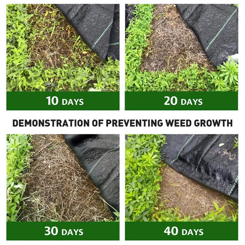 Time-lapse of Heavy Duty Weed Barrier Fabric 3 Ft By 50 Ft Woven Landscape Ground Cover Mat for Weed Block over 40 days.