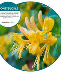 Eco Bowl Clip Air Freshener Honeysuckle Scent Versatile Design showing yellow honeysuckle flowers, chemical free natural oils.