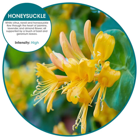 Eco Bowl Clip Air Freshener Honeysuckle Scent Versatile Design showing yellow honeysuckle flowers, chemical free natural oils.