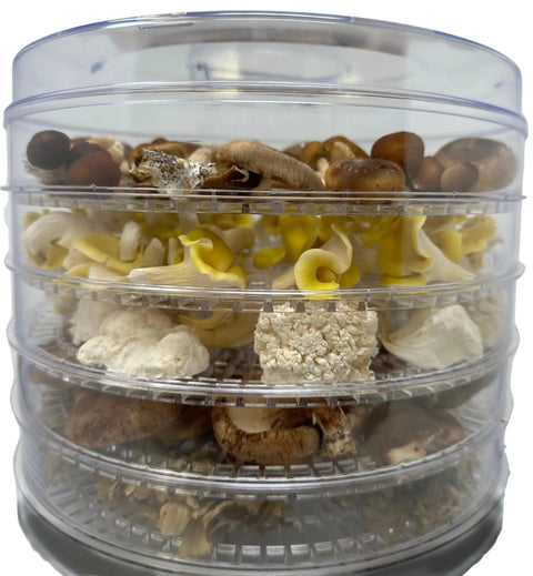 Slick 350 Watt Mushroom Dehydrator With Adjustable Temperature Control And Five Extra Tall Trays holding various types of mushrooms for drying.