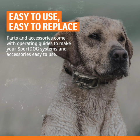 Wet dog wearing an electronic collar, easy to use and replace, Replacement Probes for E Collars Half Inch Long Contact Points With O Ring Kit