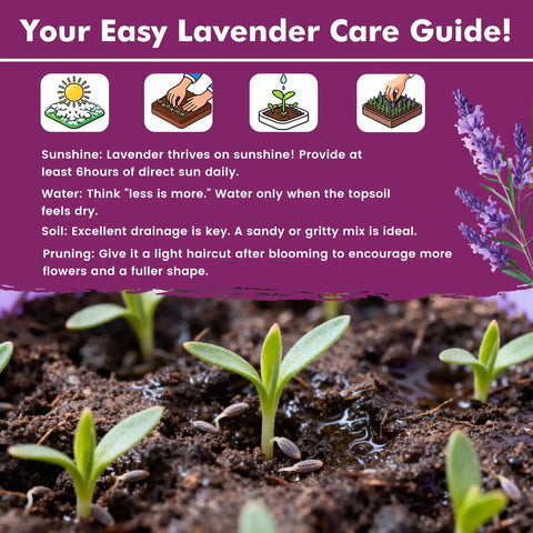 No Fuss Lavender Seeds For Indoor And Outdoor Gardens 7000 Plus Heirloom Seeds With High Germination Fragrant English Lavender For Culinary Crafts Easy To Grow Seed Pack 0.7 Oz