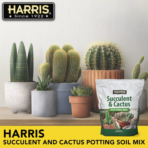 Fast Draining Succulent And Cactus Potting Soil Mix With Added Nutrients For Healthy Roots, Ideal For Indoors Or Outdoors, 4 Quarts Easy To Use And Promotes Strong Growth bag with potted succulents and cacti in background.