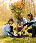 People installing 32.5 Inch Nonwoven Tree Mulch Ring Six Pack Reusable Weed Barrier Mat Degradable Go To No Fuss Weed Growth Inhibitor