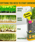Hands On Kid Friendly Root Viewer Planting Kit With Seeds And Garden Supplies For Home And Classroom STEM Learning Dual Growth Options Soil Or Hydroponic Fun Gifts For Ages 6 And Up showing growth stages of aquatic grass, green onions, peas, and wheatgrass.