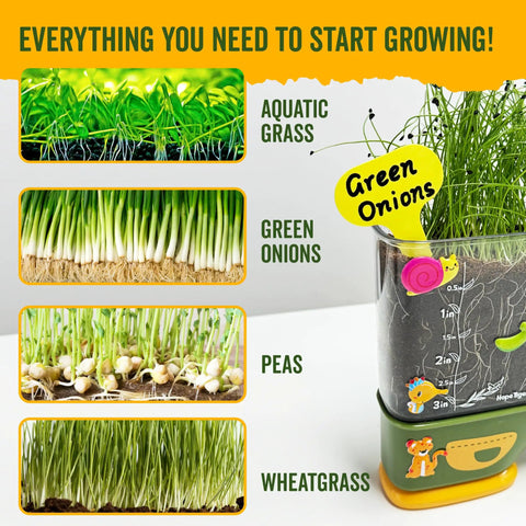 Hands On Kid Friendly Root Viewer Planting Kit With Seeds And Garden Supplies For Home And Classroom STEM Learning Dual Growth Options Soil Or Hydroponic Fun Gifts For Ages 6 And Up showing growth stages of aquatic grass, green onions, peas, and wheatgrass.