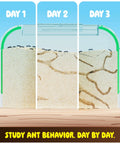 Ant Farm Kit For Kids And Curious Learners Complete Colony Setup With Sand Habitat And Living Ants Voucher Included Educational Bug Terrarium Gift Showing Day by Day Ant Tunnels