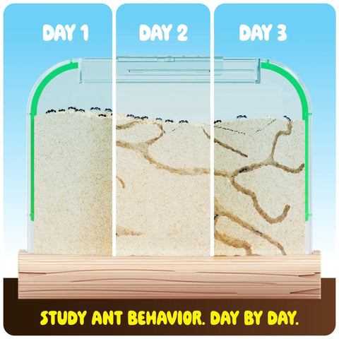 Ant Farm Kit For Kids And Curious Learners Complete Colony Setup With Sand Habitat And Living Ants Voucher Included Educational Bug Terrarium Gift Showing Day by Day Ant Tunnels