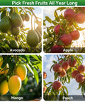 Avocados, apples, mangoes, and peaches growing on trees for Go To 13 Foot Adjustable Stainless Steel Fruit Picker Pole.