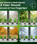 Ultimate 15 In 1 Herb Garden Starter Kit For Indoor And Outdoor Growing With 15 Popular Herb Seeds on windowsill in four seasons