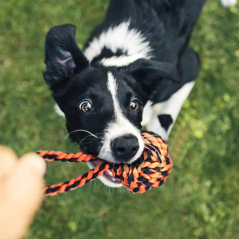 Black and white dog playing with orange Indestructible Rope Chew Toys Set For Aggressive Chewers on grass