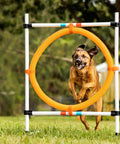 Dog jumping through Adjustable Dog Agility Hoop Jump Set With 22 Inch Circle Hoop And Height Adjustable Frame For Backyard Training