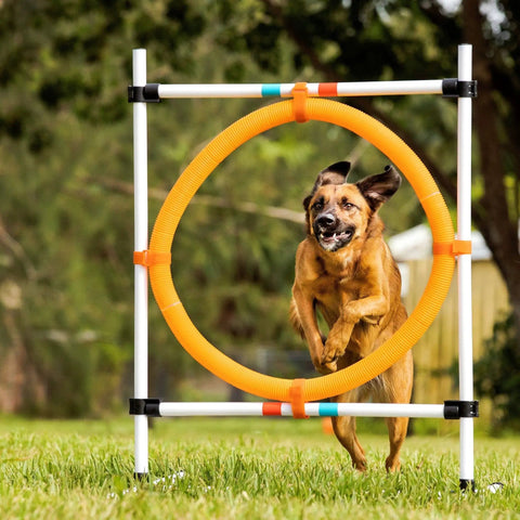 Dog jumping through Adjustable Dog Agility Hoop Jump Set With 22 Inch Circle Hoop And Height Adjustable Frame For Backyard Training