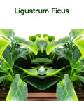 20 By 50 Inch Artificial Privacy Grass Wall Decor With Ficus Leaves And Faux Trellis Expandable Lattice Panels foliage detail