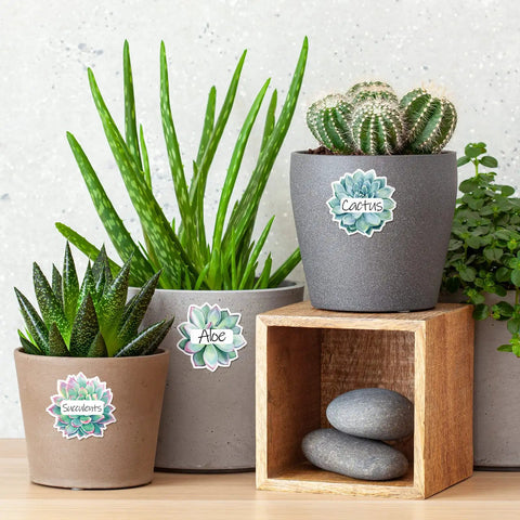 Succulent plants in pots with 80Pcs Back To School Succulent Name Tag Stickers Set With 8 Designs Rustic Bloom Labels product