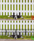 Comparison of dog under white fence and behind 22 Pack No Dig Animal Barrier Fence Panels 16 Inch High With 1.5 Inch Gap