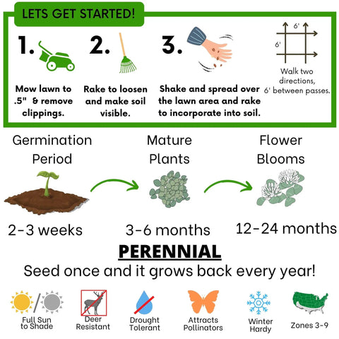 Illustration of White Dutch Clover Seed Kit 1 Lb with planting instructions and growth timeline for natural lawn cover.