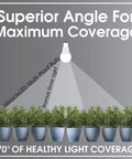 Diagram showing 11W Wide Angle LED Green Grow Room Bulb 10 Pack For Indoor Plants Budget Friendly Energy Saver Mercury Free Edison Style Grow Light For Tents And Gardens illuminating plants