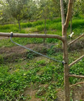 Pro Grade Fruit Tree Limb Spreader Set, 10 Pack, 14 Inch Branch Puller Tools With Hose Wrapped Iron Wire on tree branch