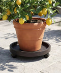 14.2 Inch Round Planter Caddy With Heavy Duty Smooth Gliding Casters, Grab And Go Wheeled Flower Pot Dolly and rolling saucer stand with potted lemon tree.