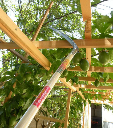 23 Inch Long Handle Tropical Vine Grass Sickle For Pruning Cutting And Harvesting Lightweight Workhorse Field Tool in use.