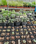 80 Pcs 4 Inch Nursery Pots With Drainage Holes Plastic Seed Starter Pots used for succulents and cuttings on a shelf