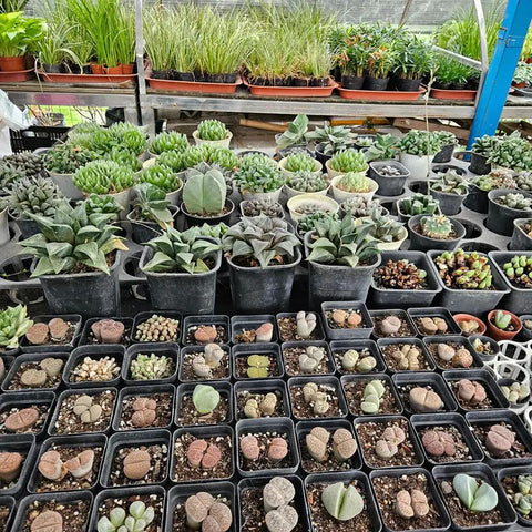 80 Pcs 4 Inch Nursery Pots With Drainage Holes Plastic Seed Starter Pots used for succulents and cuttings on a shelf