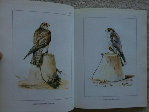 Classic Falconry From The British Isles Facsimile Edition 1855 Classic With 24 Full Color Plates Of Hawks Falcons And Falconry Gear