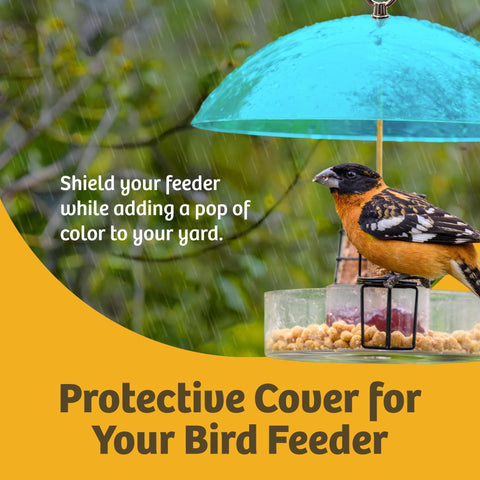 Clear Dome Bird Feeder Rain Guard Ten And A Half Inch Weather Shield over bird feeder protecting bird