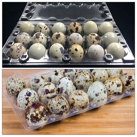 Stackable 100 Pack Plastic Egg Cartons For Quail Eggs 18 Grid Clear PVC Reusable Durable Bulk Buy For Farm Market Or Home Kitchen Locking Buckle Design Keeps Eggs Secure with quail eggs inside on wooden surface