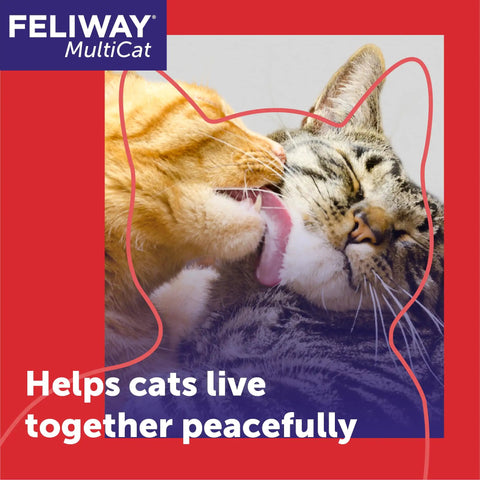 Two cats peacefully grooming each other, representing the effect of Calming Plug In Diffuser Starter Kit For Cats 30 Day Pheromone Diffuser Helps Cut Cat Drama And Tension In Multi Cat Households For A Chill Stress Free Peaceful Home 48ml.