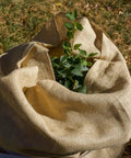 Heavy Duty Burlap Garden Fabric 12 Oz Odorless Food Grade For Weed Blocking And Erosion Control wrapped around a plant