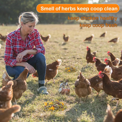 Person observing chickens with Natural Chicken Hen House Bedding With Herbs And Flowers For Nesting Boxes Odor Control And Freshness