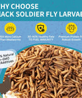 10Lb Dried Black Soldier Fly Larvae For Chickens Calcium Packed Poultry Treat That Boosts Crack Resistant Eggshell Strength With 85X Calcium Compared To Mealworms Supports Laying Hens Backyard Flocks And Bone Health shown with benefits and non-GMO label.