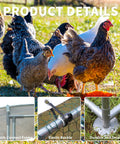 Chickens near features of Sturdy Large Walk In Metal Chicken Coop With Water Resistant Roof And Anti UV Cover Outdoor Poultry Run Pen