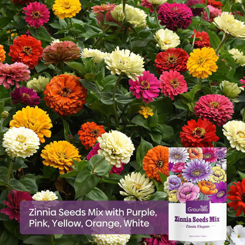 Zinnia Seeds Mix Open Pollinated 1 Oz Bulk Pack With Five Varieties Pink Yellow Orange White Purple Great For Colorful Garden Beds Big Bright Blooms And Easy To Grow