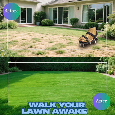 Before and after lawn with One Size Fits All Lawn Aerator Shoes With Heavy Duty Spikes And Velcro Straps for aeration.