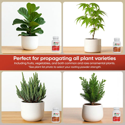 Rooting Hormone Powder For Plant Cuttings 0.80-1.60% IBA, Semi-Hardwood Starter, Speeds Up Root Growth For Any Plant Varieties, Ready-To-Use Pack For Faster Rooting Results In All Plant Types. Potted plant examples with rooting powder bottle