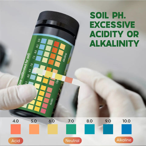 Person using No Fuss PH Test Strips Kit With 100 Strips PH Range 3.5 To 9 For Garden Lawn And Indoor Plants Easy At Home Soil Testing