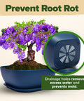 Purple flowering bonsai tree in unique dark blue pot with drainage, Six Heirloom Bonsai Varieties Kit With Unique Pots DIY Indoor Starter Set.