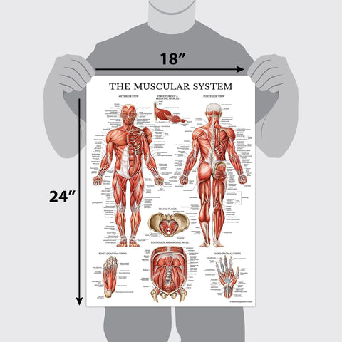Muscle And Skeleton And Periodic Table Posters Set For Kids Laminated 18 By 24 Inch Wall Posters 3 Pack Kid Friendly For Anatomy Learning Science Class And STEM Education Durable 3 MIL Lamination And Tear Resistant showing muscular system diagram.