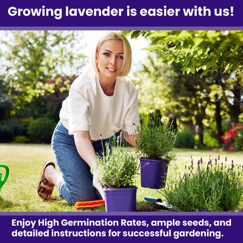 English Lavender Seeds For Indoor And Outdoor Planting With High Germination, Non-GMO Heirloom Herb Seeds, Fragrant Blooms For Gardens, Borders And Containers, Sweet Starter Kit 1 Pack