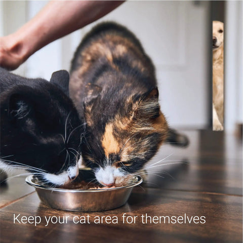 Two cats eating from a silver bowl at home, designed for exclusive feeding area with Upgraded Cat Door Latch And Stopper Adjustable White Pet Gate Alternative.